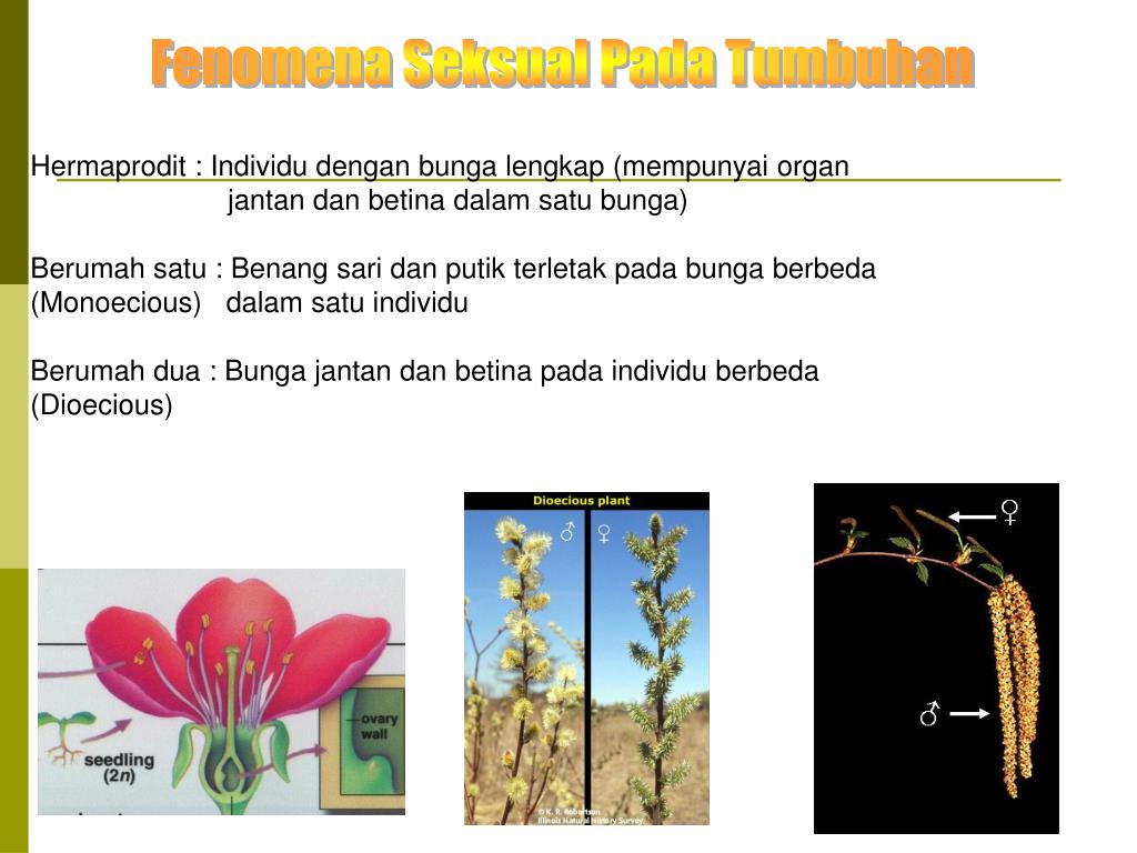 PPT INTERAKSI GEN PowerPoint Presentation ID3493970