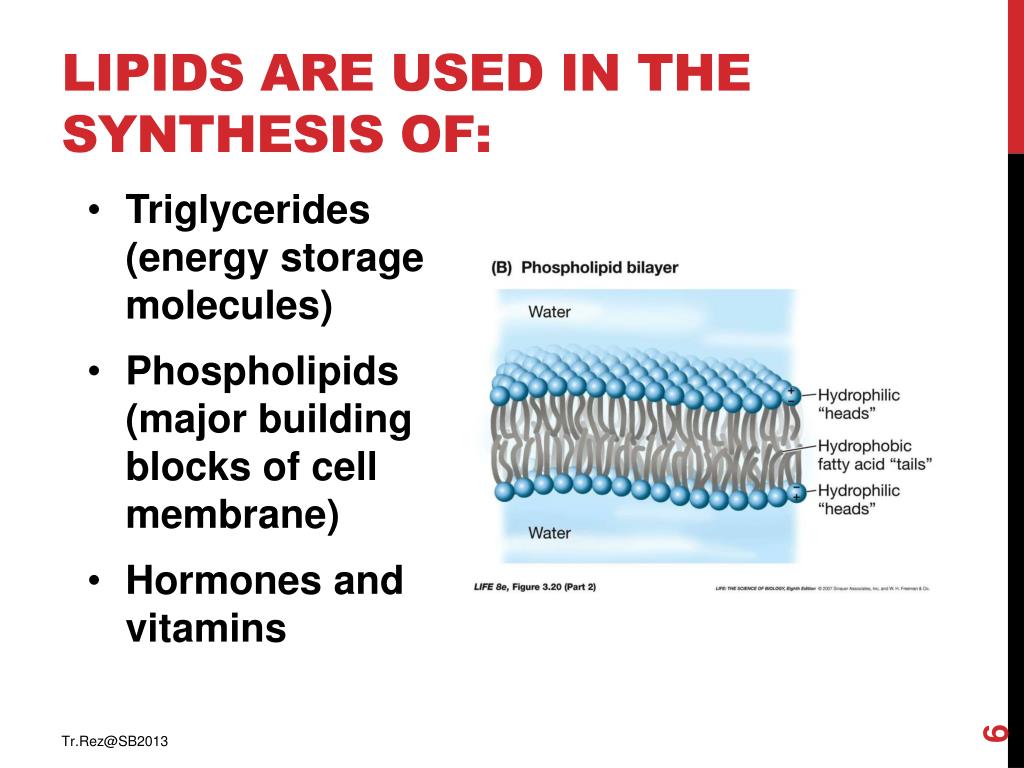 PPT nutrition PowerPoint Presentation, free download ID3501695