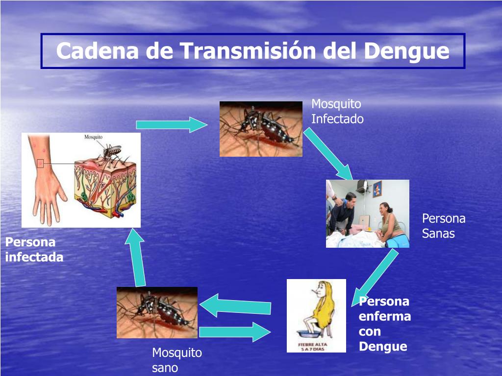 Ejemplos De Cadena Epidemiologica Del Dengue Nuevo Ejemplo Images