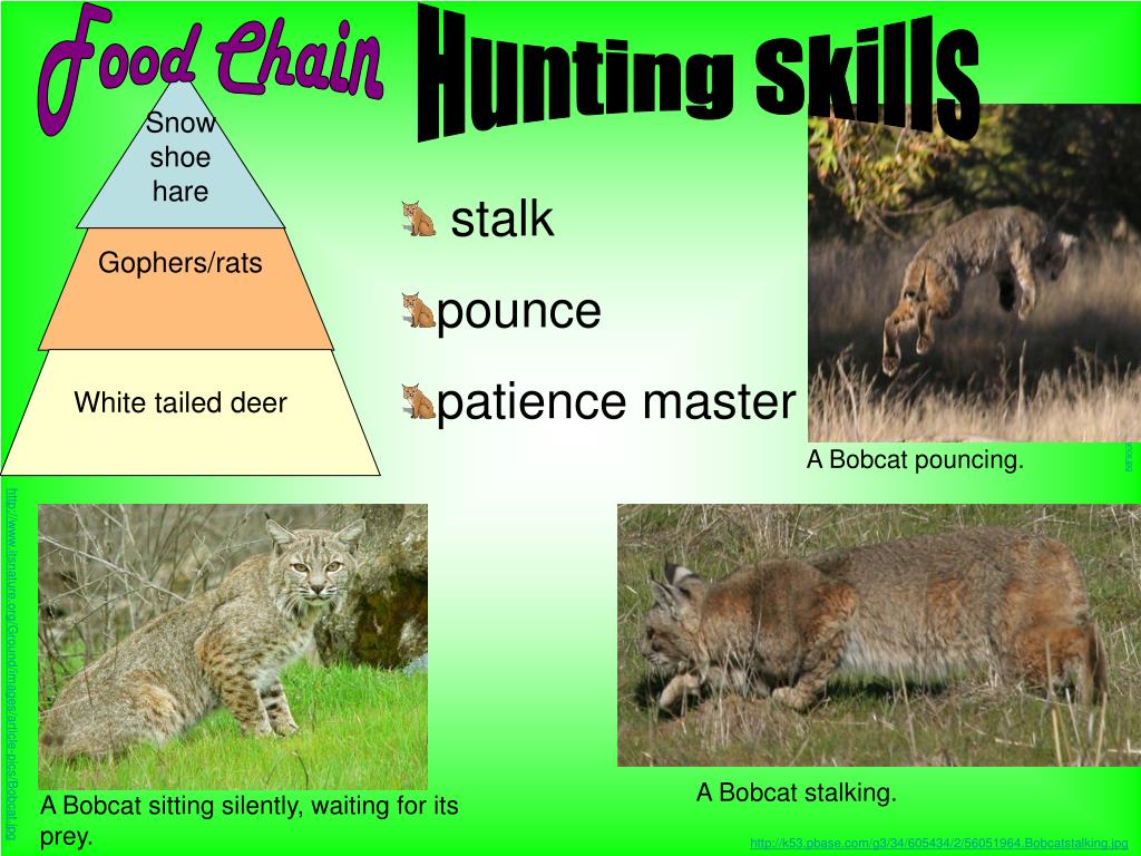 PPT Bobcat Facts PowerPoint Presentation, free download ID3516587