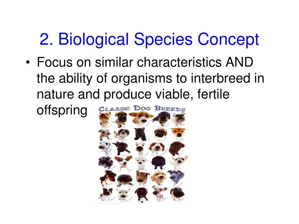 PPT Identifying Species Using the Species Concept PowerPoint