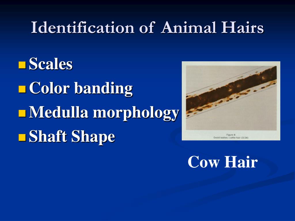 PPT Hair Examinations PowerPoint Presentation, free download ID3523170