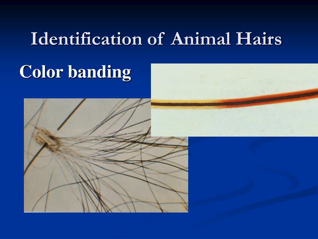 PPT Hair Examinations PowerPoint Presentation, free download ID3523170