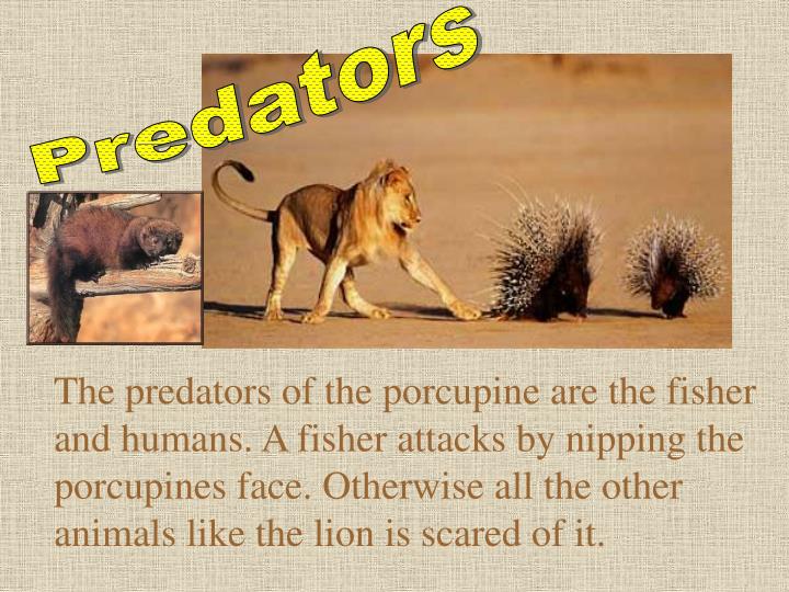 PPT Name Rachel Hu 3HJ PowerPoint Presentation ID3524728