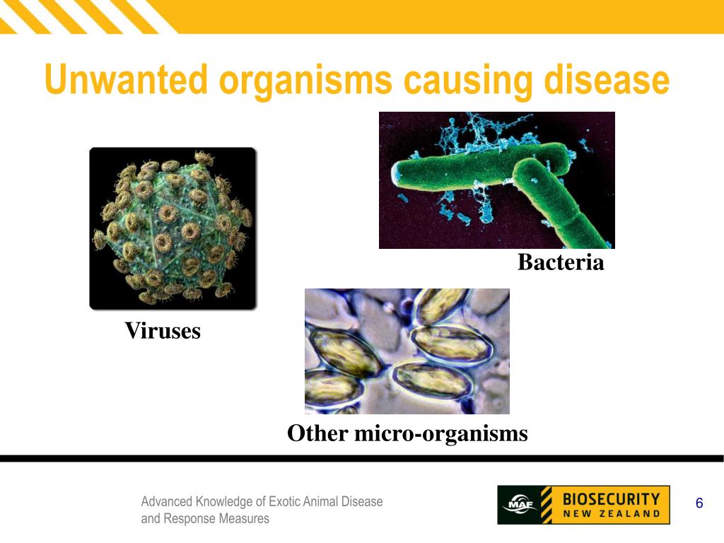 PPT Knowledge of Exotic Animal Diseases and Response Measures