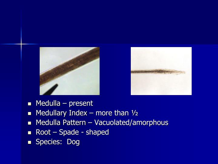 PPT Hair Analysis PowerPoint Presentation ID3531003