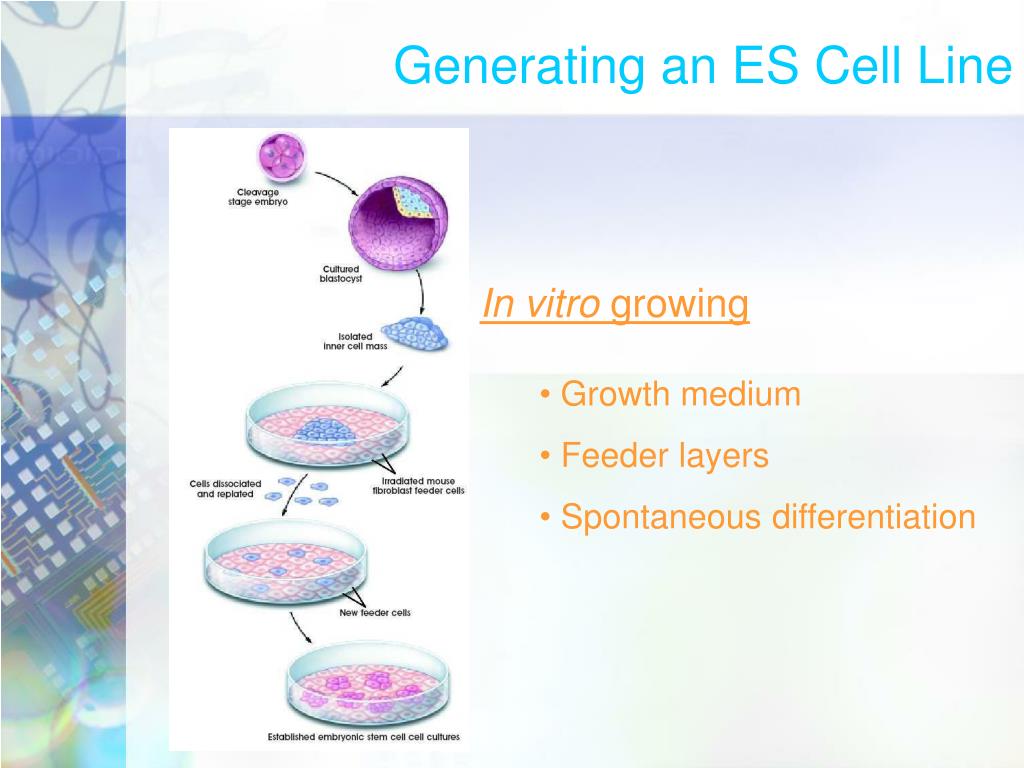 PPT TOPICS IN (NANO) BIOTECHNOLOGY Stem Cell Therapy Lecture VI