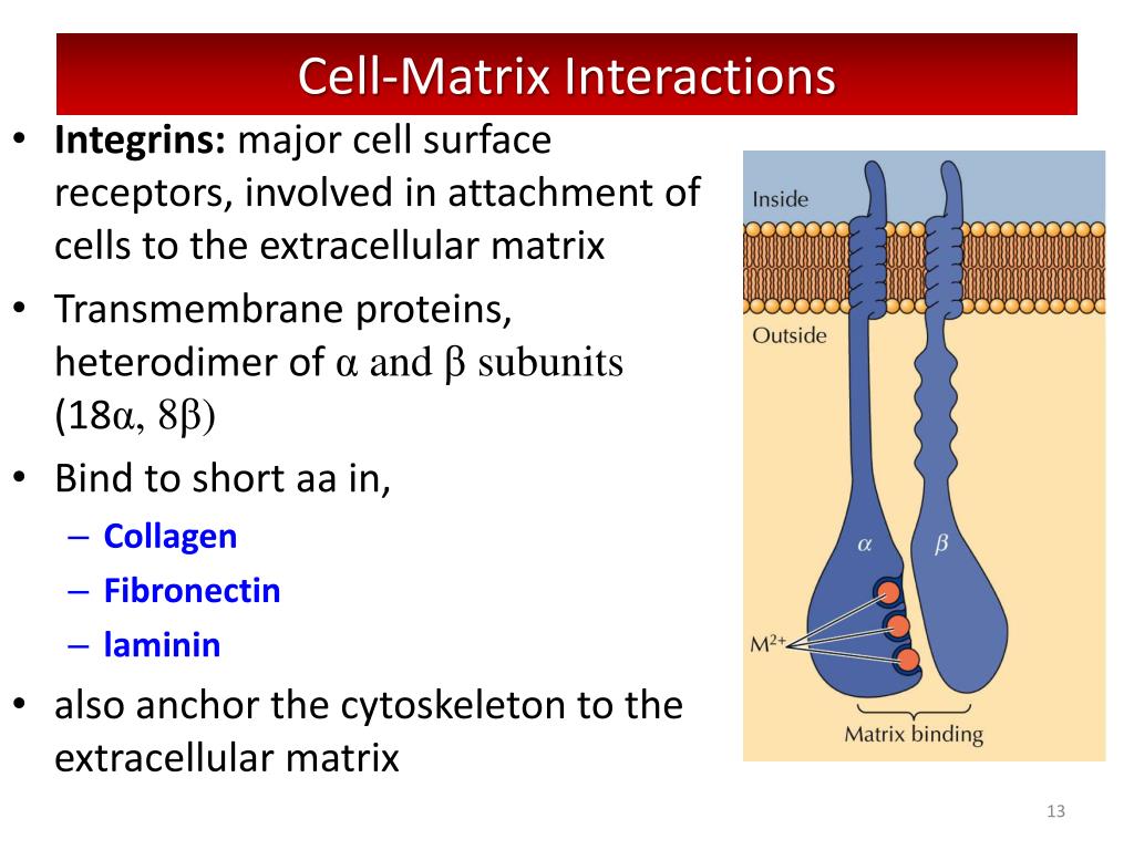 PPT Extracellular Matrix PowerPoint Presentation, free download ID