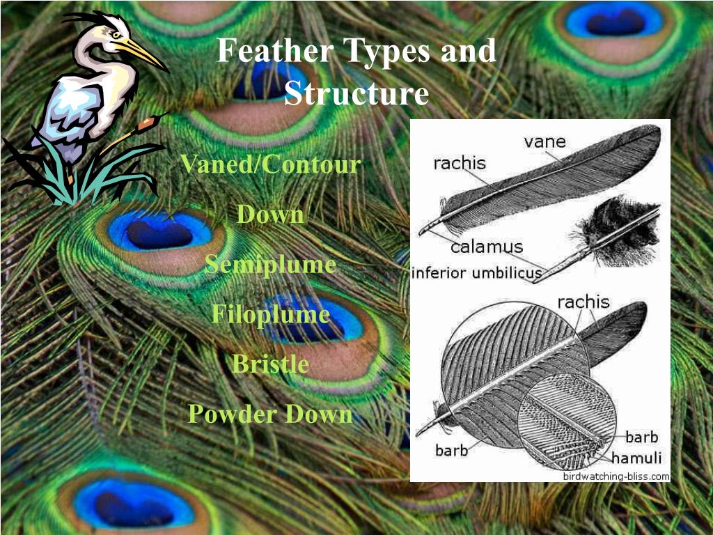 PPT What Makes a Bird a Bird? PowerPoint Presentation, free download