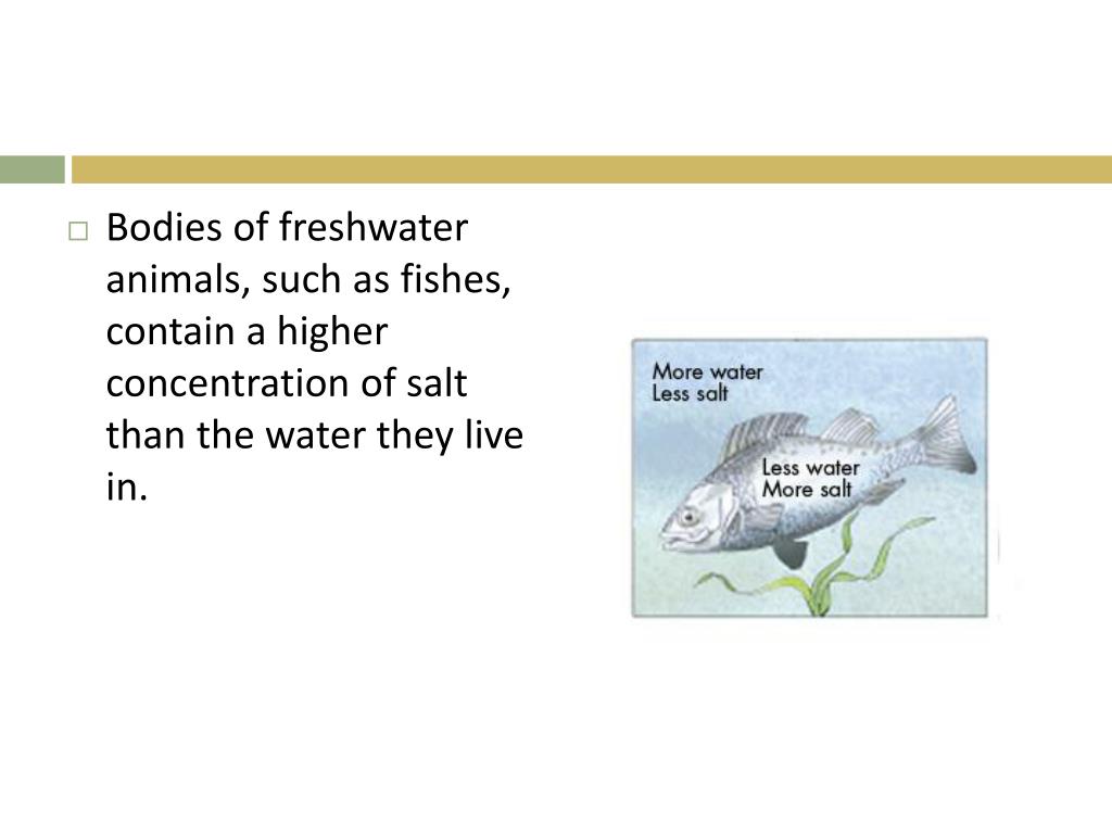 PPT Ch 27 Animal Systems I PowerPoint Presentation, free download