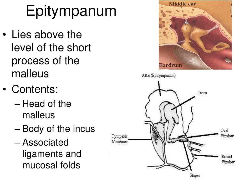 PPT ANATOMY AND PHYSIOLOGY OF THE EXTERNAL EAR, MIDDLE