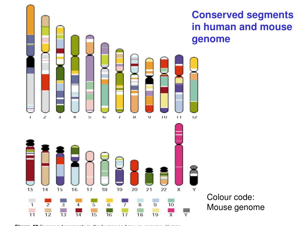 PPT The Human Genome PowerPoint Presentation, free download ID3545258
