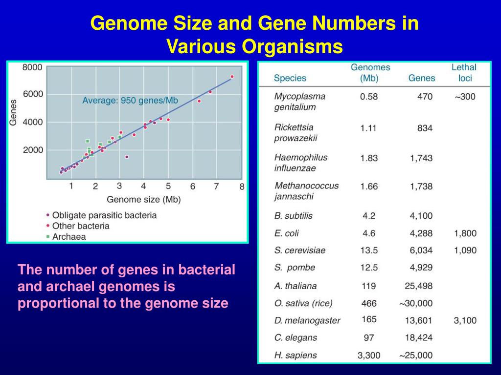 PPT [III] Genes, Genomics, and Chromosomes PowerPoint Presentation