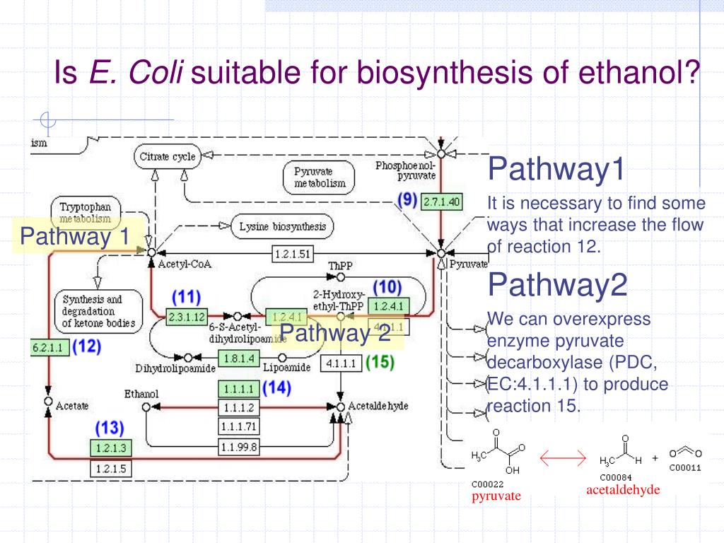 PPT Biosynthesis of Ethanol Using E.coli System PowerPoint