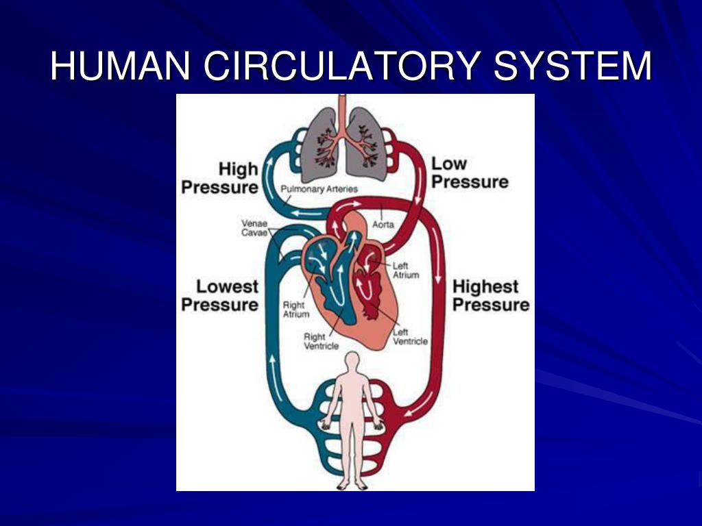 PPT HUMAN CIRCULATORY SYSTEM PowerPoint Presentation, free download