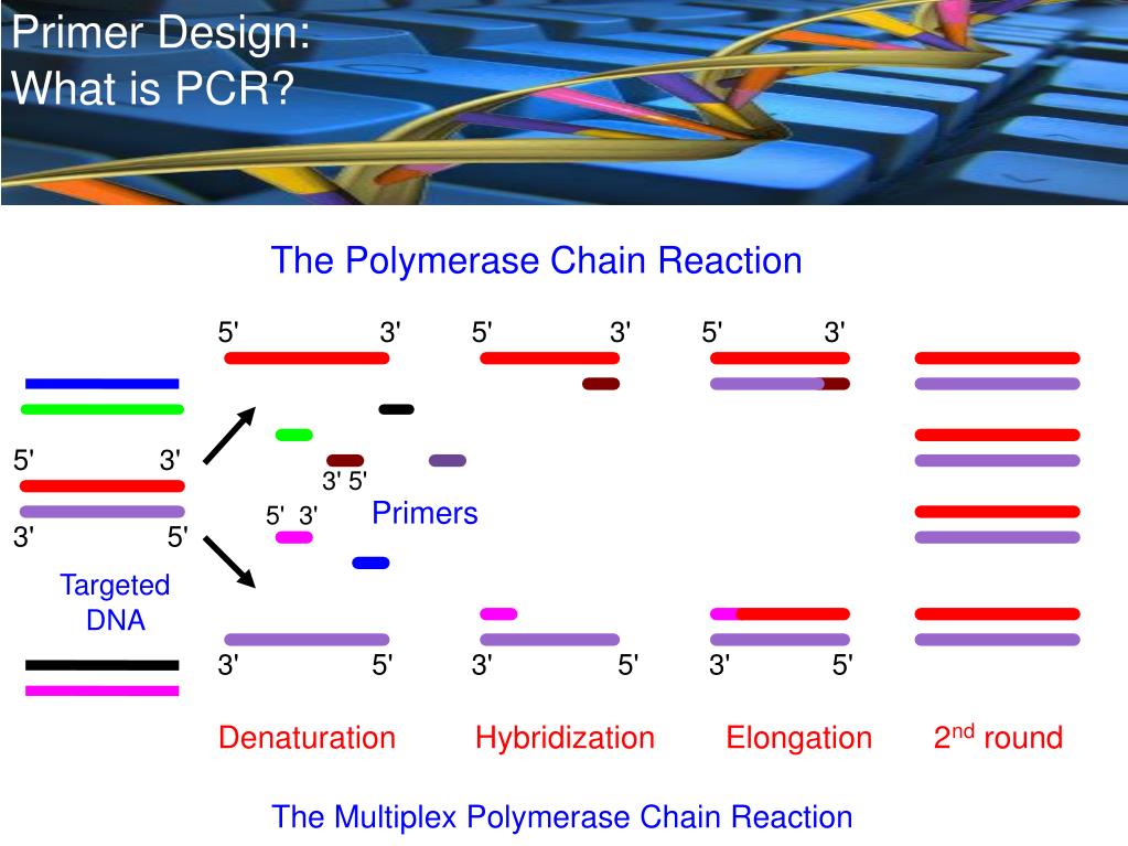 PPT UConn BioGrid REU Summer 2008 Primer Design for Multiplex PCR