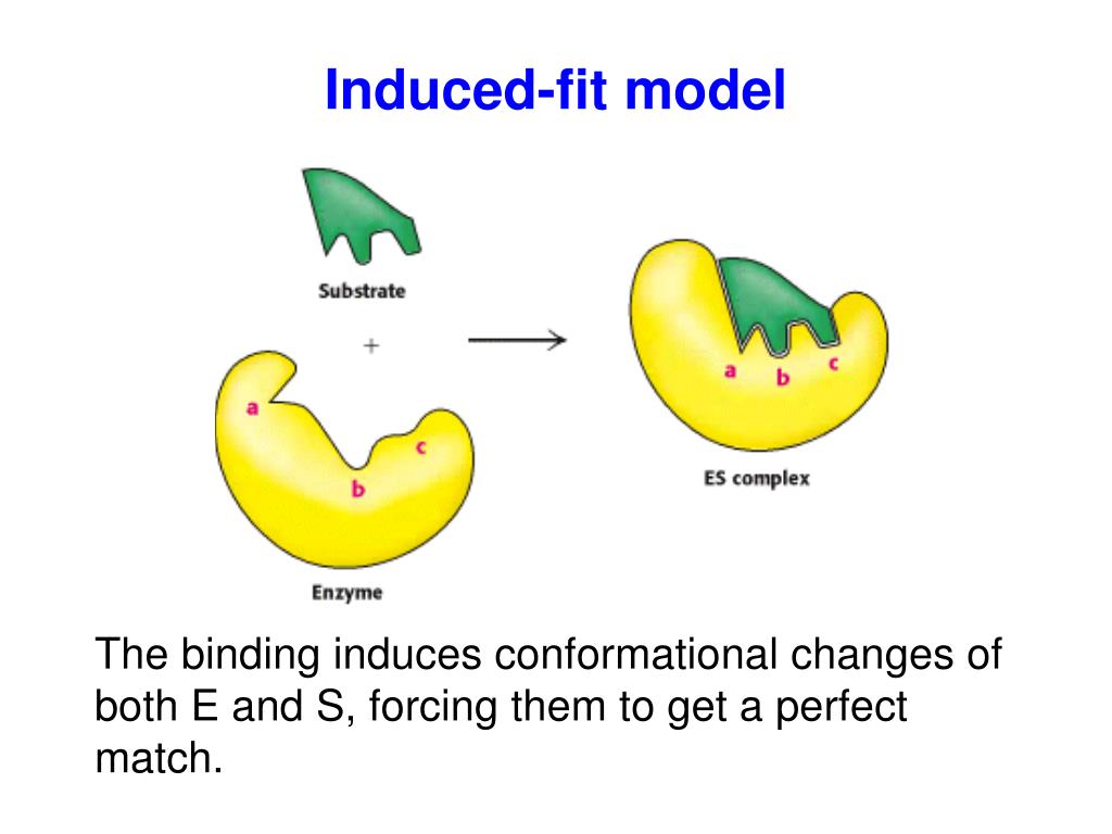 PPT Chapter 2 Enzyme PowerPoint Presentation, free download ID3561286