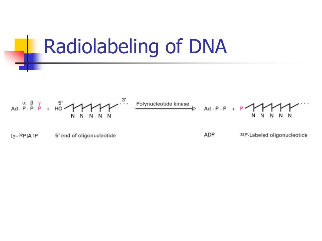 PPT 医用分子遗传学 PowerPoint Presentation, free download ID3561838