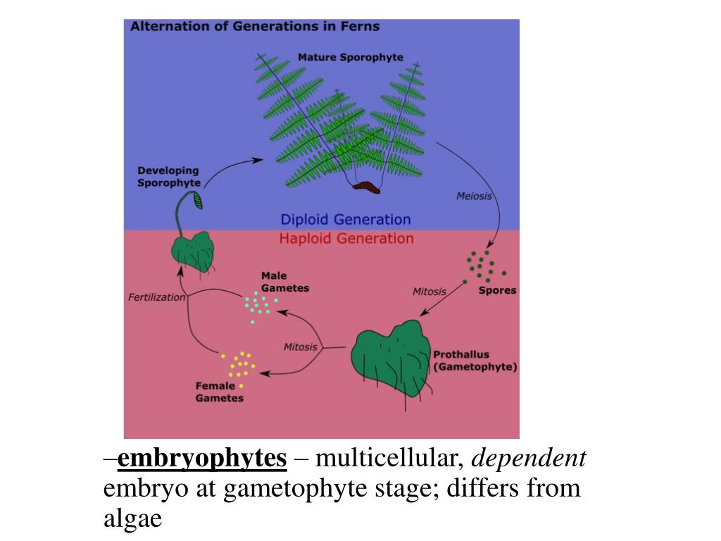 PPT Plants, Fungi and the colonization of Land PowerPoint