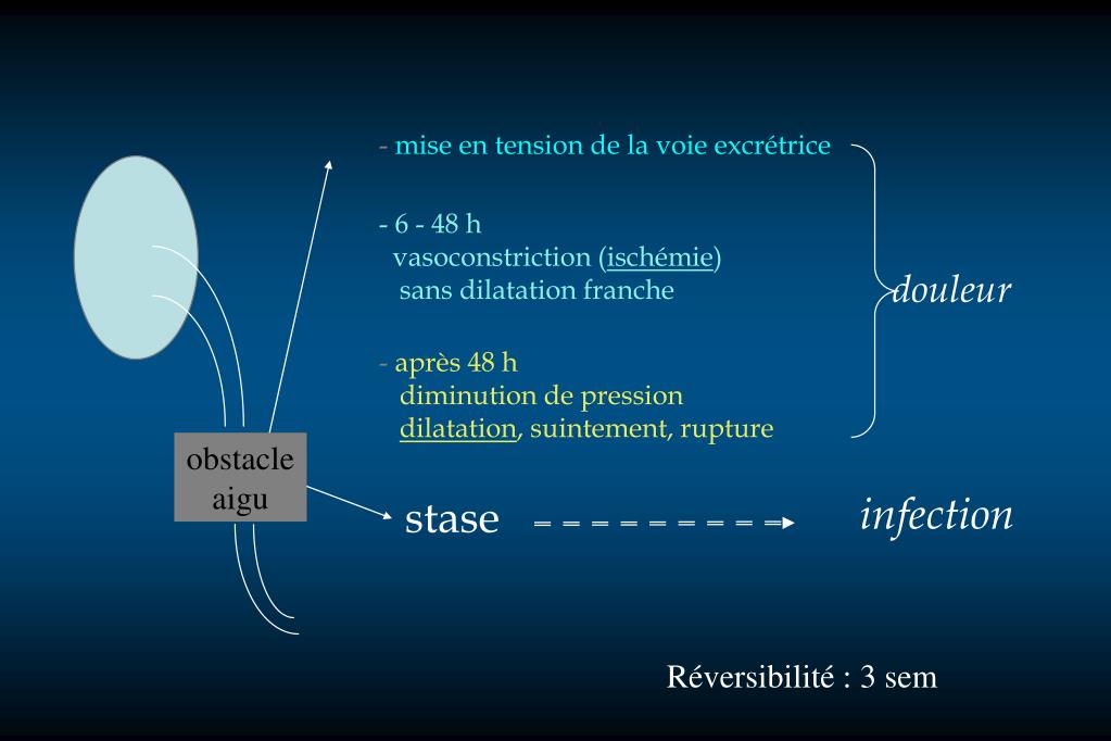 PPT Sémiologie radiologique Appareil urinaire /génital masculin