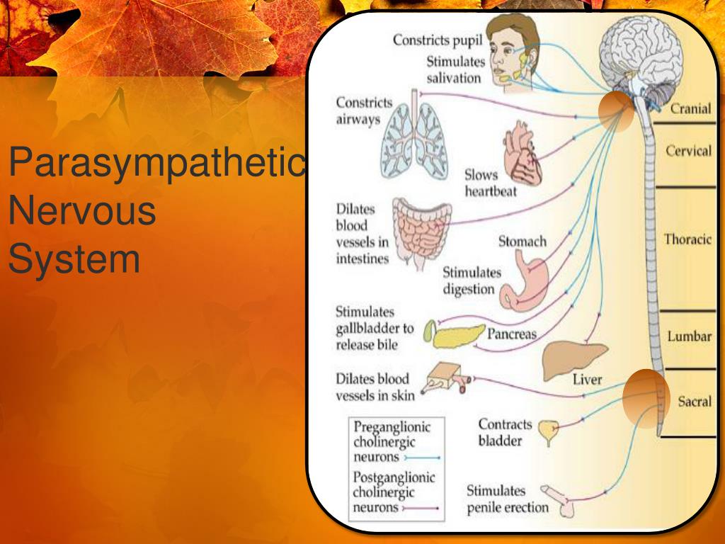 PPT Drugs Affecting the Nervous System PowerPoint Presentation, free