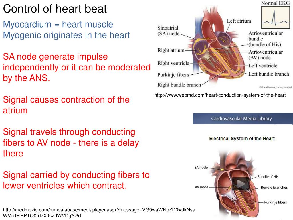 PPT The Transport System IB DP Biology Core + Further Human
