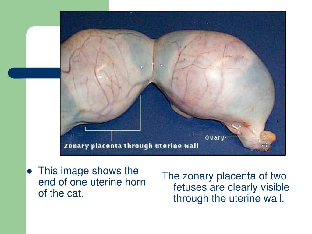 PPT Animal Gestation PowerPoint Presentation, free download ID3567472