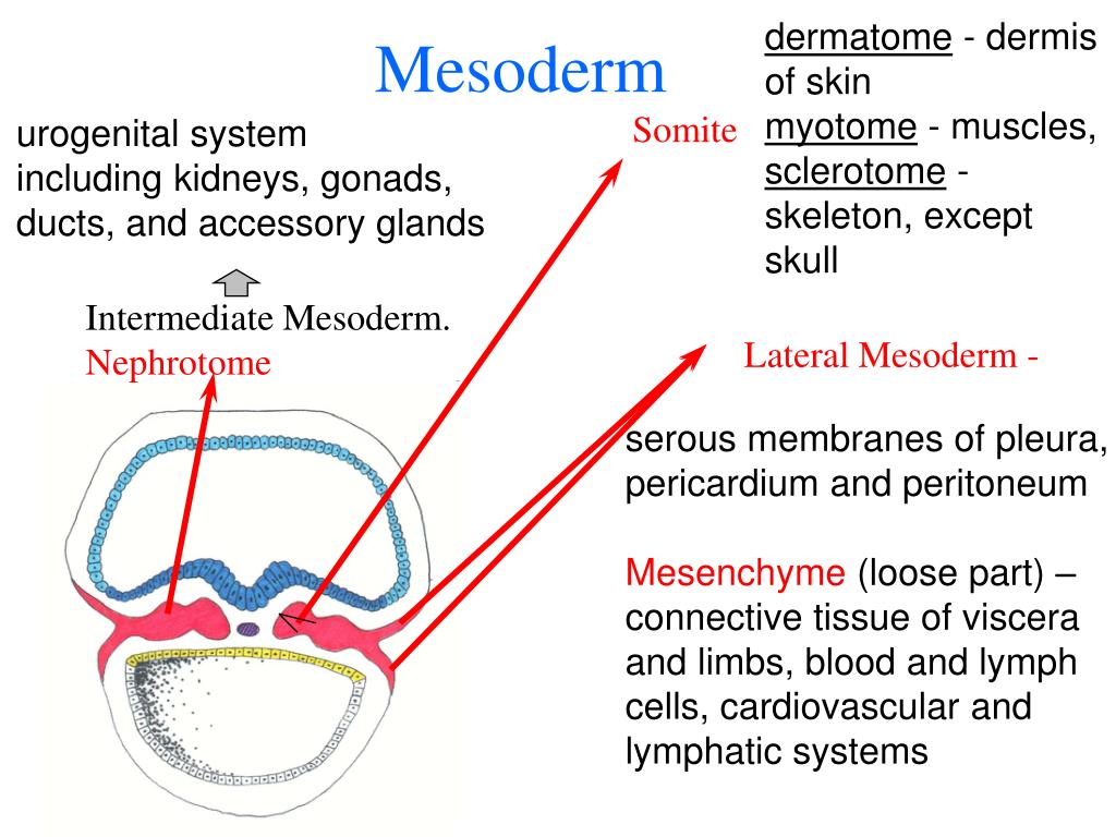 PPT The First Three Weeks of Human Embryogenesis PowerPoint