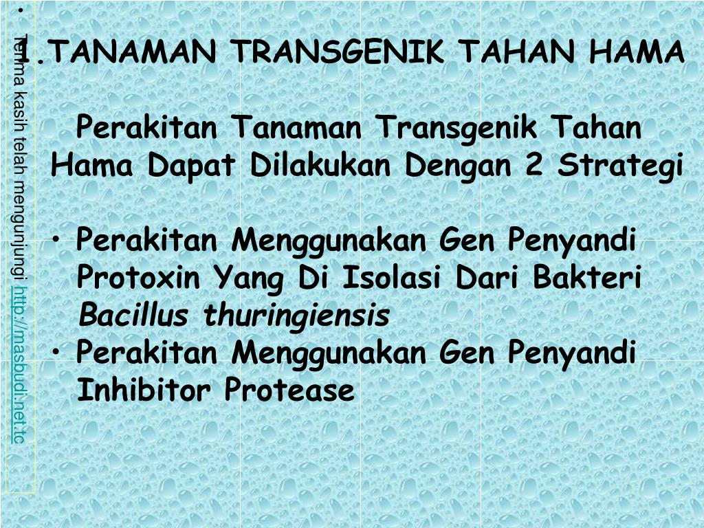 PPT TRANSGENESIS Proses Perakitan Organisme Transgenik Organisme