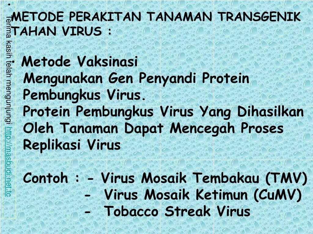 PPT TRANSGENESIS Proses Perakitan Organisme Transgenik Organisme