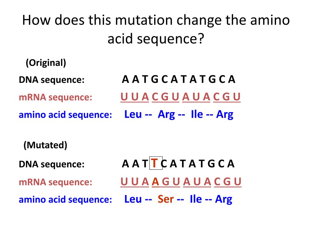 PPT How is the amino acid sequence determined? PowerPoint