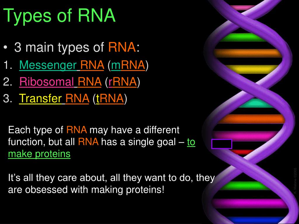 PPT Ch. 12 DNA PowerPoint Presentation, free download ID3572806