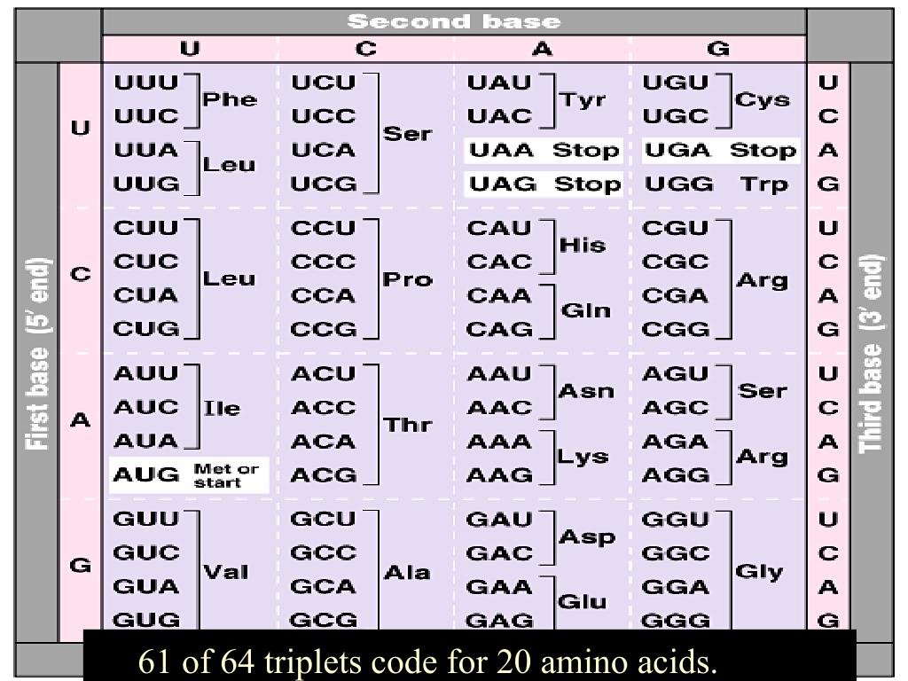 PPT What do genes do? PowerPoint Presentation, free download ID3580530