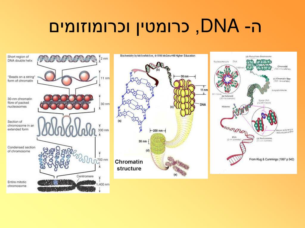 PPT כרומוזומים, וקריוטיפ האדם PowerPoint Presentation ID3580816