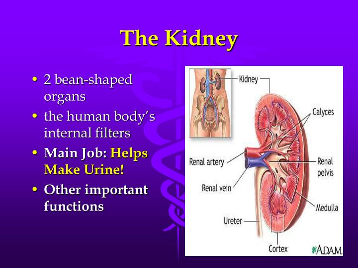PPT Chronic Kidney Disease What You Need to Know