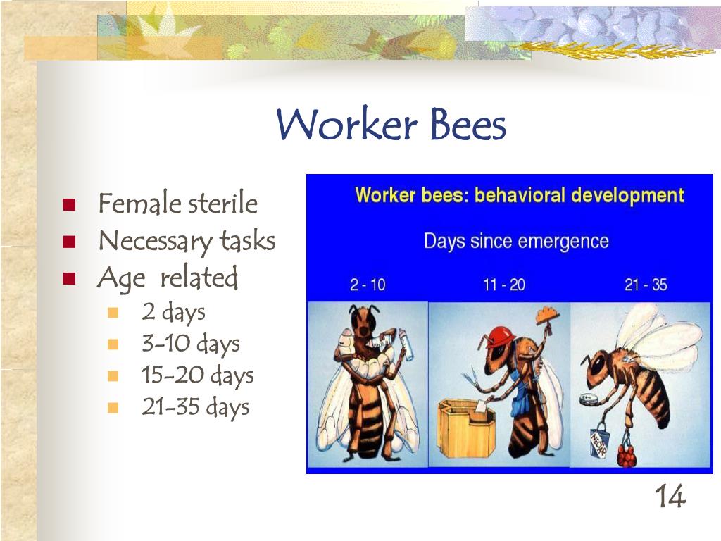 PPT The Life Cycle of Honeybees PowerPoint Presentation, free