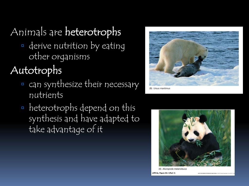 PPT Nutrition, Digestion, and Absorption PowerPoint Presentation