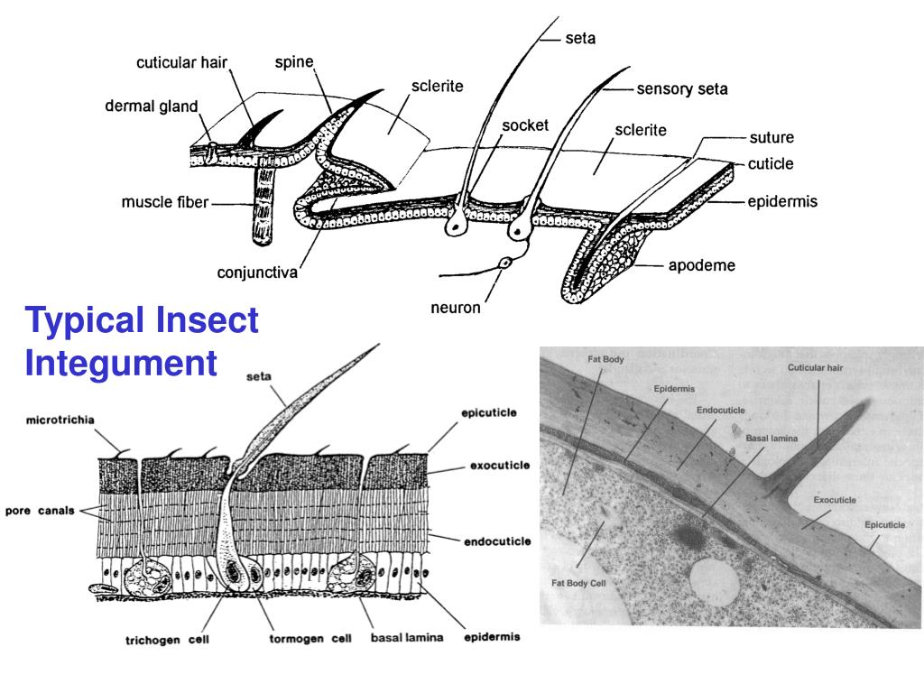 PPT MEDICAL ENTOMOLOGY OVERVIEW Definition History Intro to