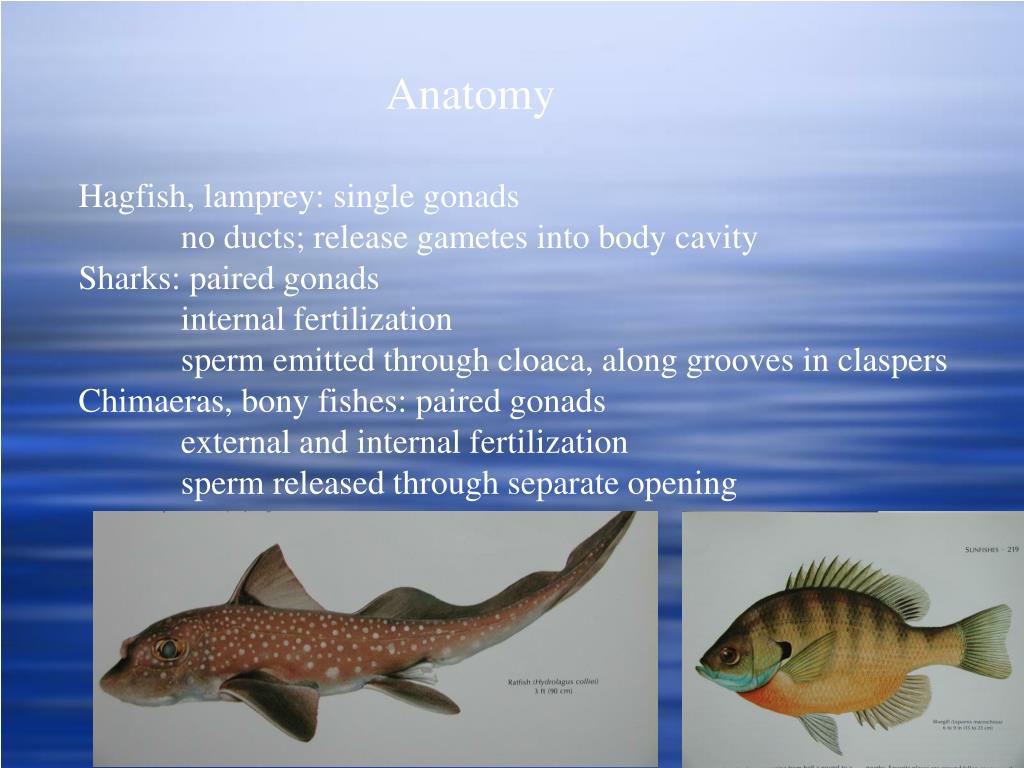 PPT Reproduction in Fishes PowerPoint Presentation, free download