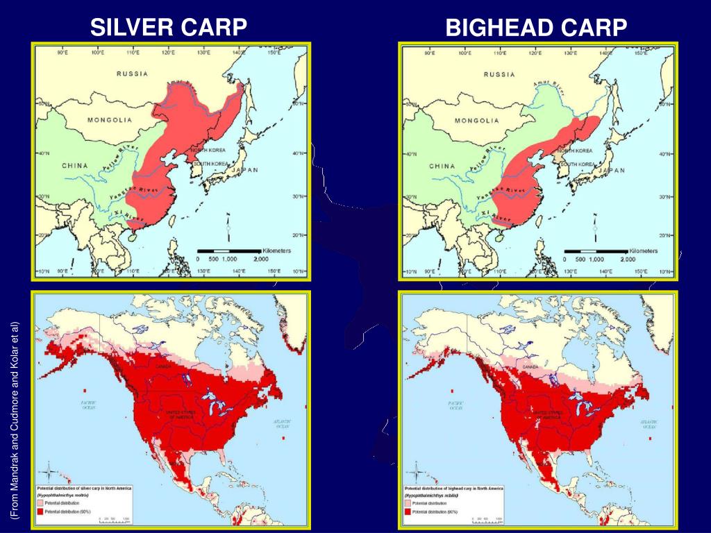 Asian Carp Map Europe PPT THE ASIAN CARP THREAT TO THE GREAT LAKES PowerPoint Presentation