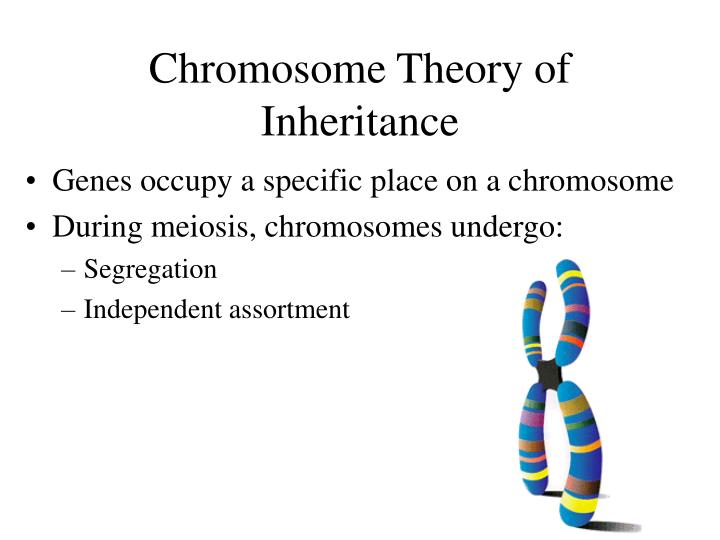 PPT Chromosome Theory of Inheritance PowerPoint Presentation ID3595959