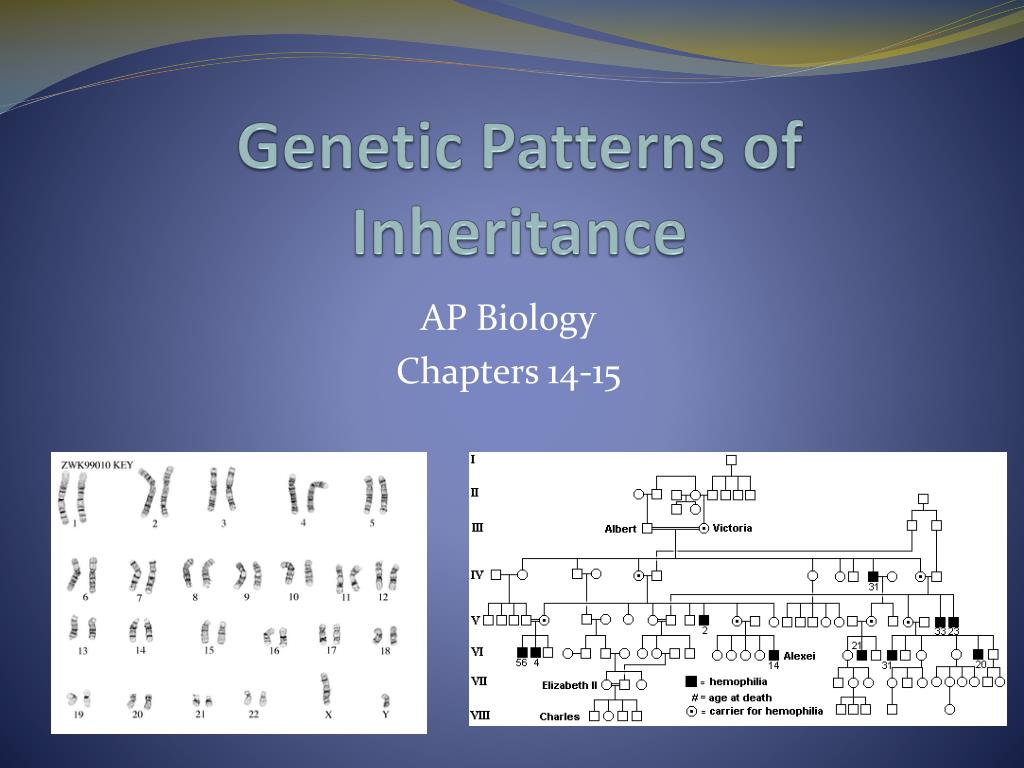 PPT AP Bio Thursday 3/17/11 Patterns of Inheritance