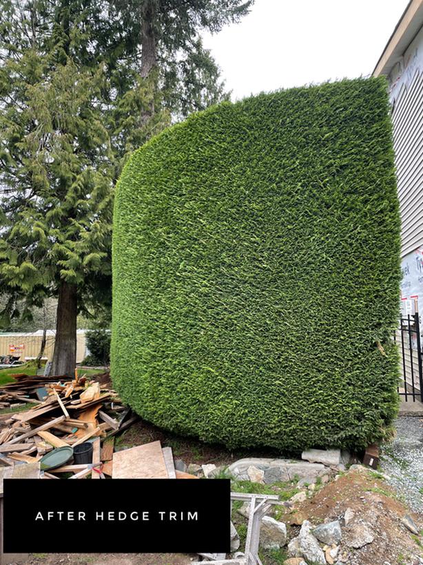 Hedge Trimming Classifieds for Jobs, Rentals, Cars, Furniture and
