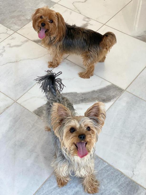 Adorable Yorkshire Terriers (Yorker) Seeking Loving Homes Classifieds