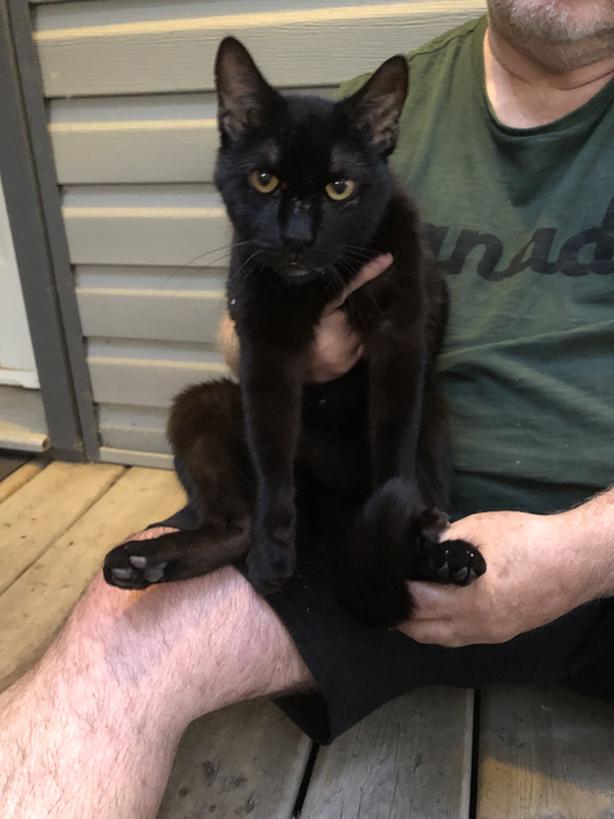 Found Black Cat near Grant Road, Whitmore Park Classifieds for Jobs