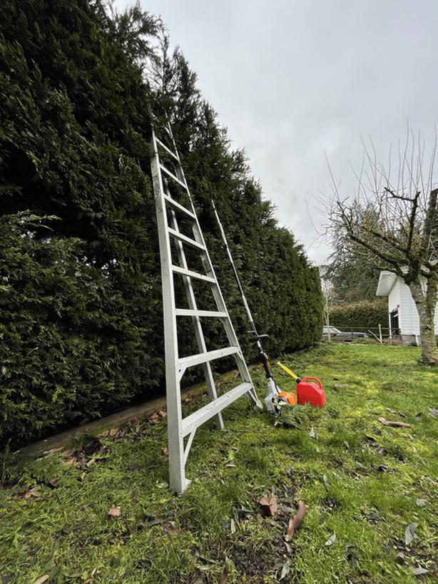 Booking for 2024 Hedge Cleanup! Classifieds for Jobs, Rentals, Cars