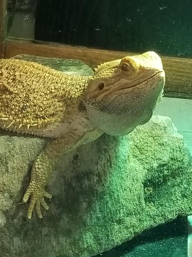 Bearded Dragon Classifieds for Jobs, Rentals, Cars, Furniture and