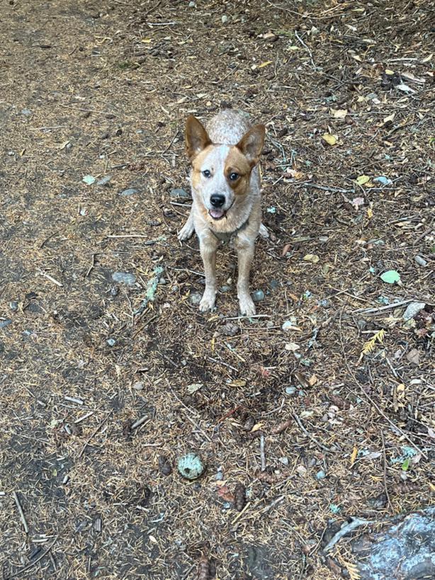 Australian cattle dog Classifieds for Jobs, Rentals, Cars, Furniture and Free Stuff