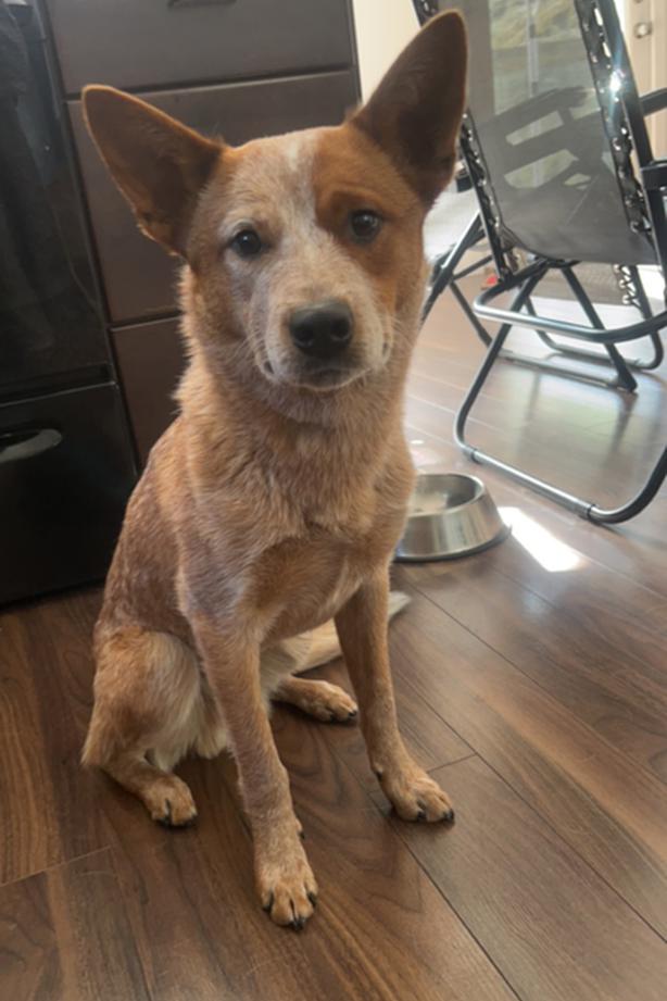 Australian cattle dog Classifieds for Jobs, Rentals, Cars, Furniture and Free Stuff