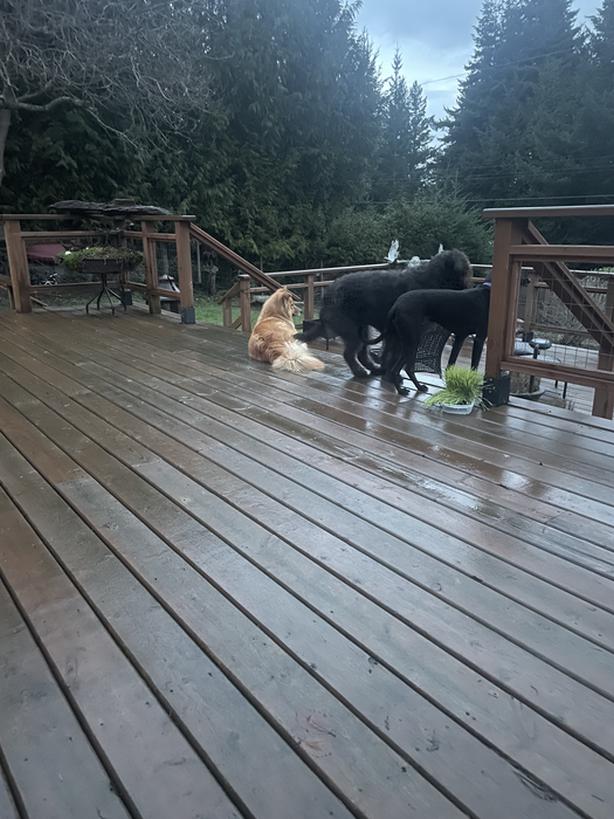 Jasper looking for a forever loving home Classifieds for Jobs